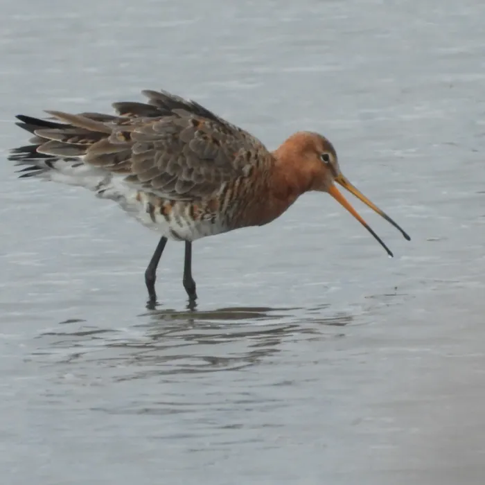 Spotted Black-tailed Godwit