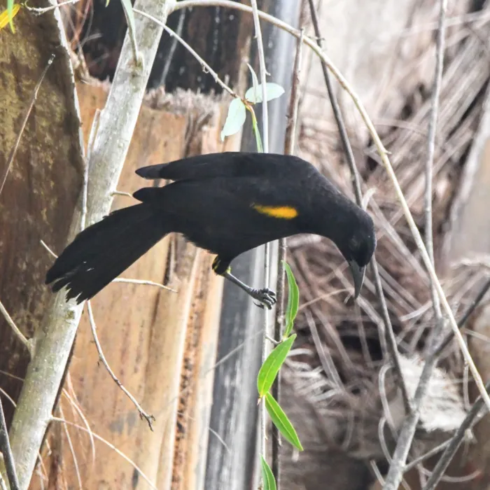 Spotted Epaulet Oriole