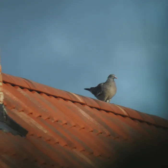 Spotted Common Wood-Pigeon