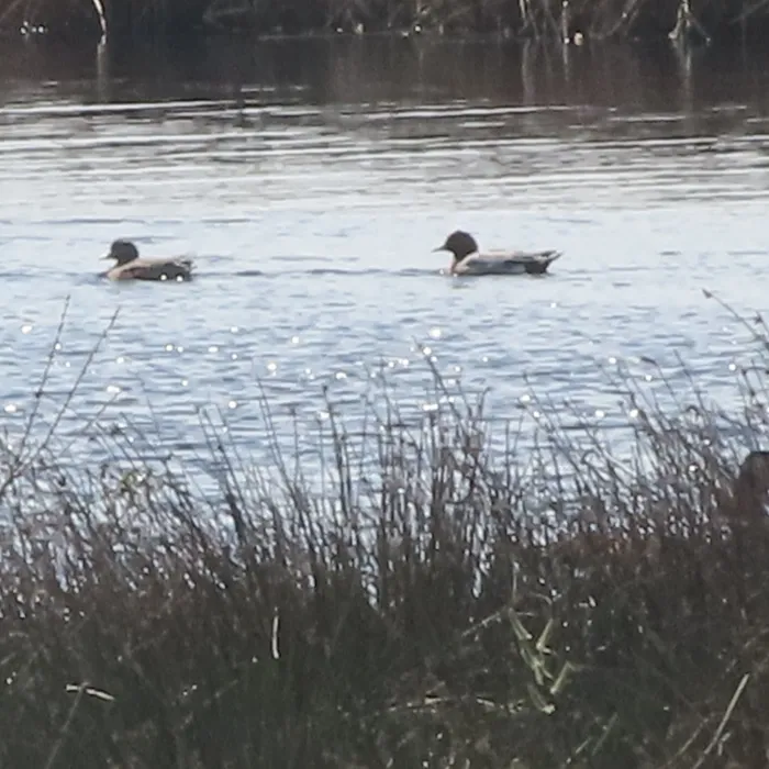 Spotted Eurasian Wigeon