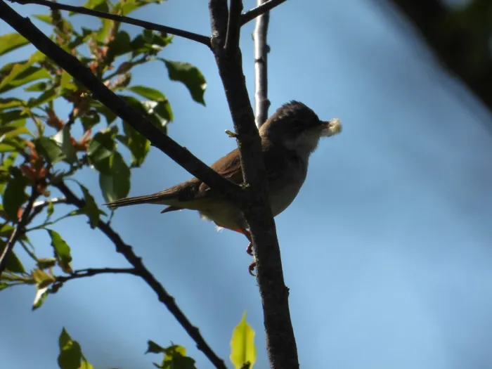 Gespotte Grasmus