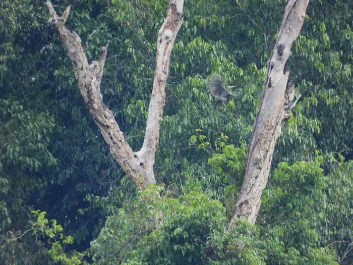 Gespotte Poederspecht