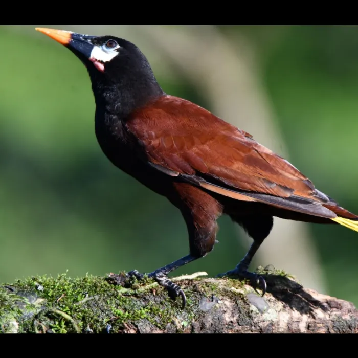 Gespotte Montezumaoropendola