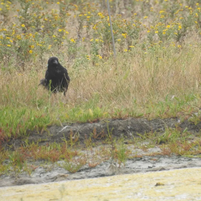 Spotted Carrion Crow
