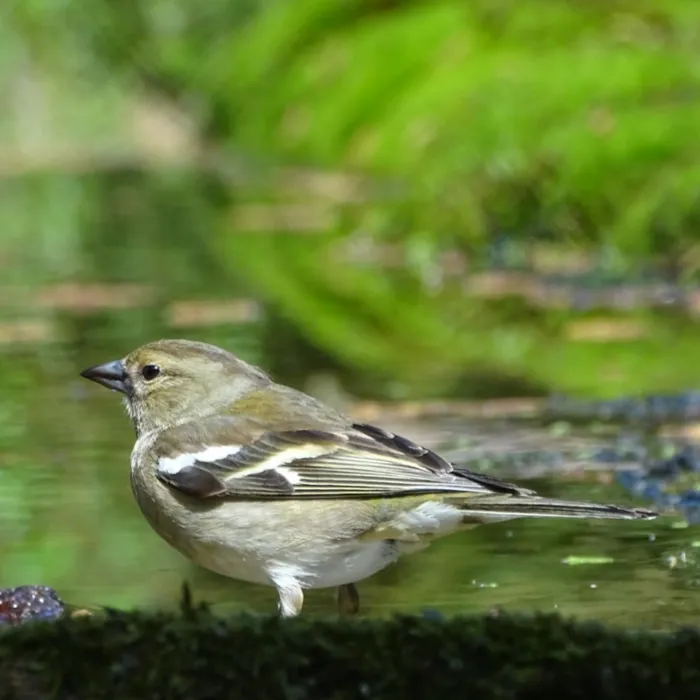 Spotted Common Chaffinch