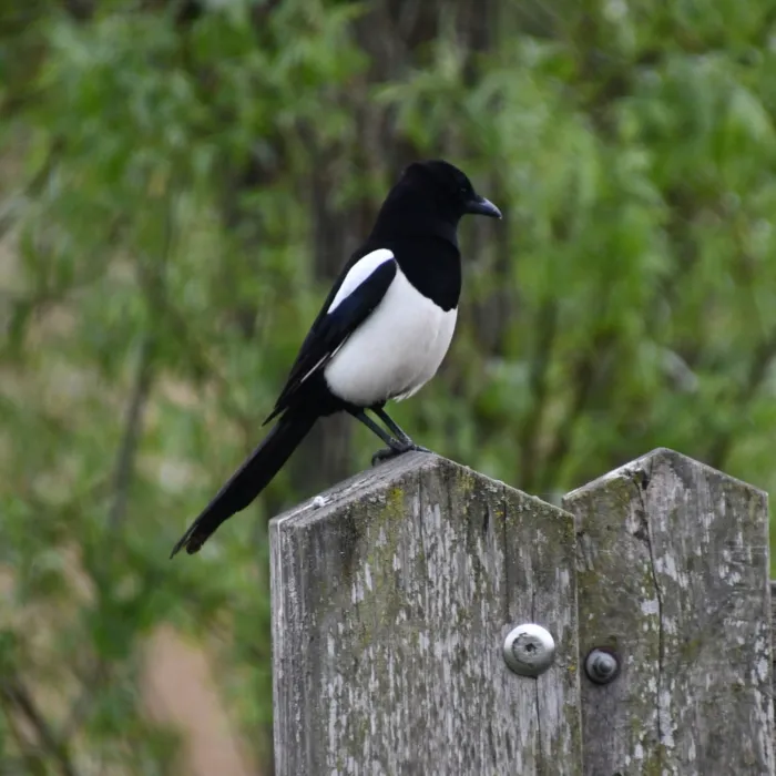 Eurasian Magpie