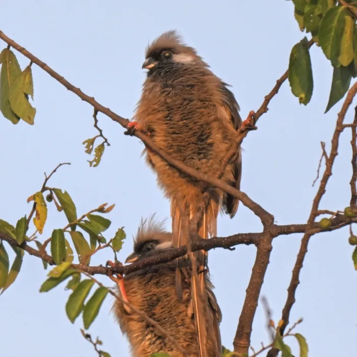 Waargenomen Bruine muisvogel