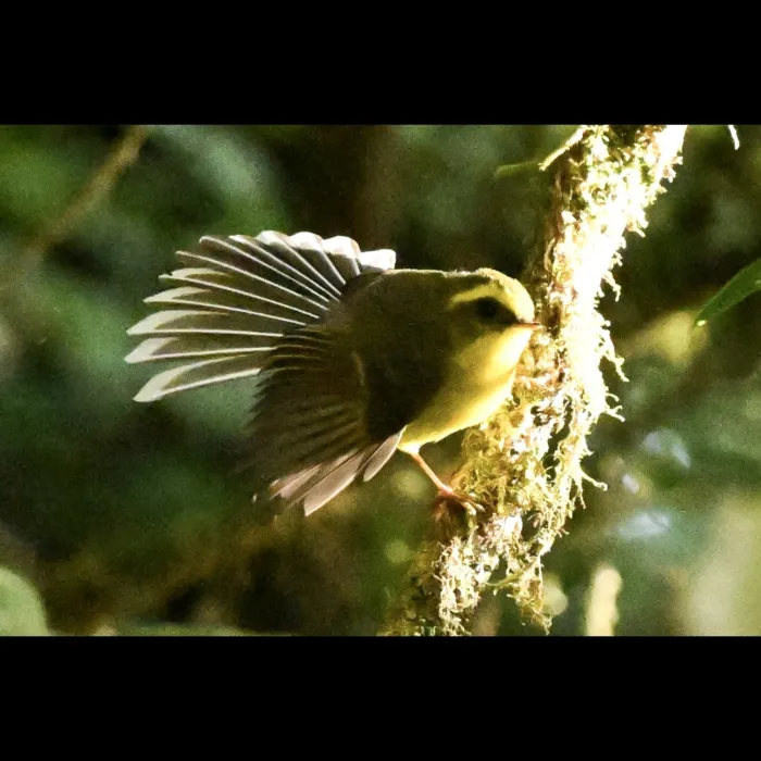 Gespotte Geelbuikwaaierstaart