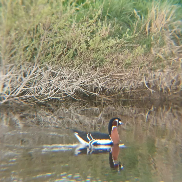 Spotted Red-breasted Goose