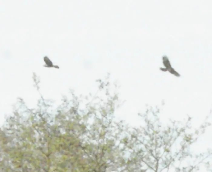 Gespotte Bruine kiekendief