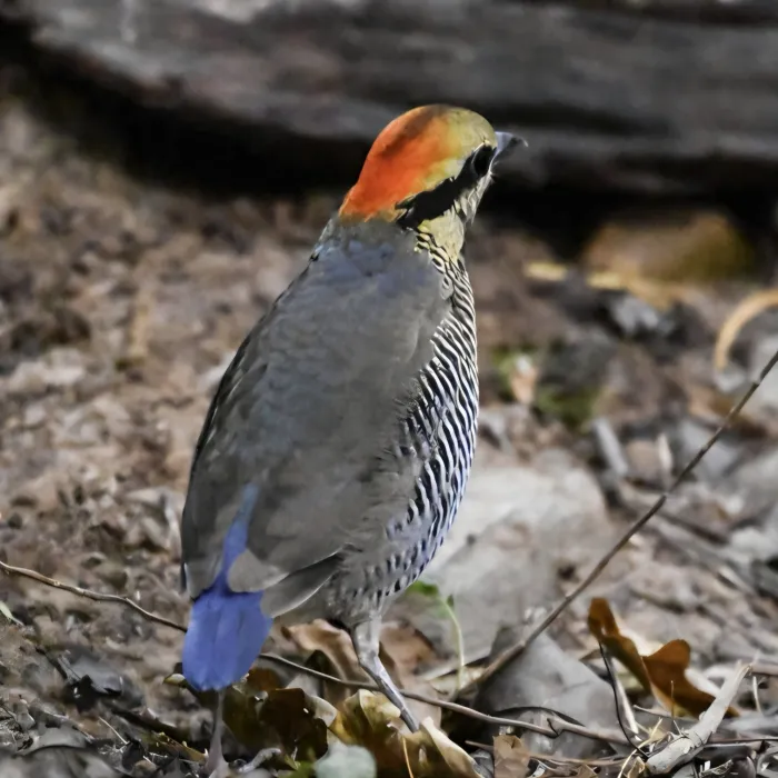 Gespotte Blauwe pitta