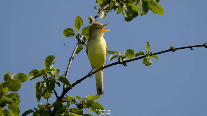 Spotvogel