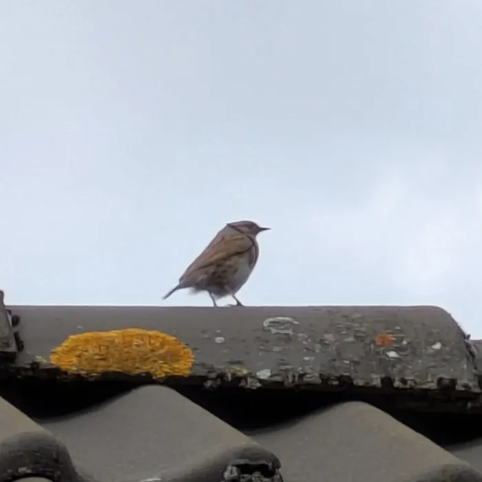 Spotted Dunnock