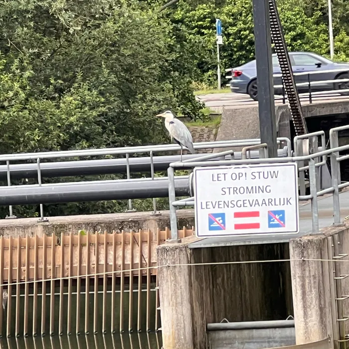 Spotted Gray Heron