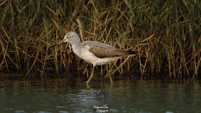 Common Greenshank