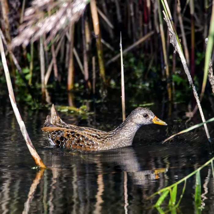 Spotted Spotted Crake