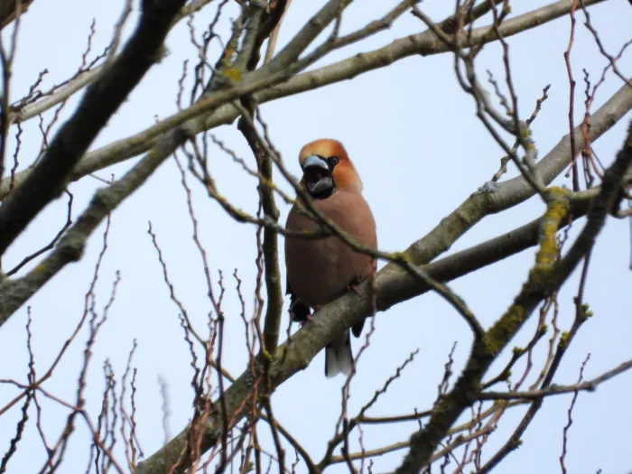 Gespotte Appelvink