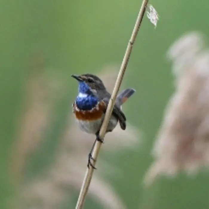Spotted Bluethroat