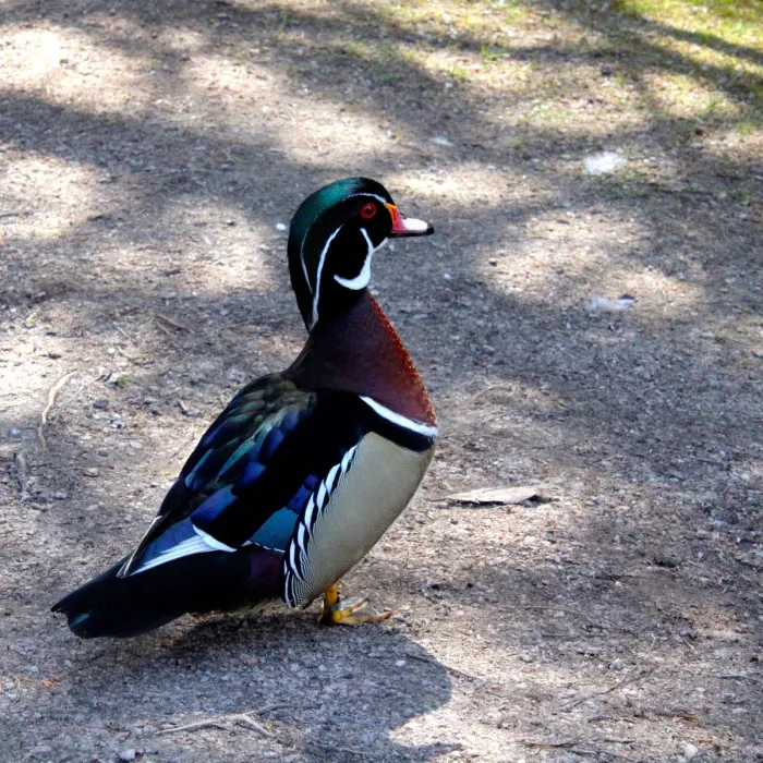 Spotted Wood Duck