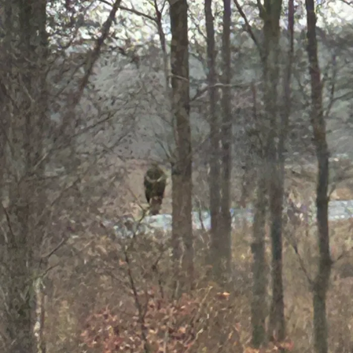 Spotted Common Buzzard