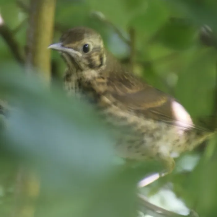 Spotted Song Thrush