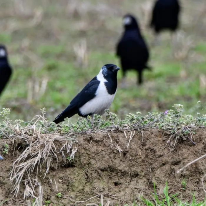 Spotted Daurian Jackdaw