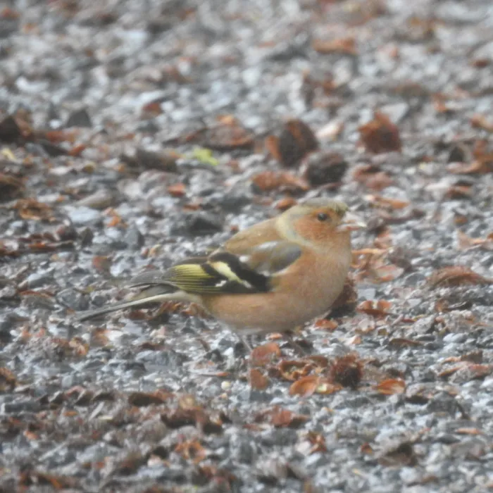 Spotted Common Chaffinch