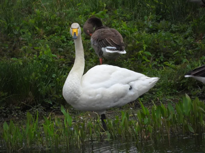 Waargenomen Wilde zwaan