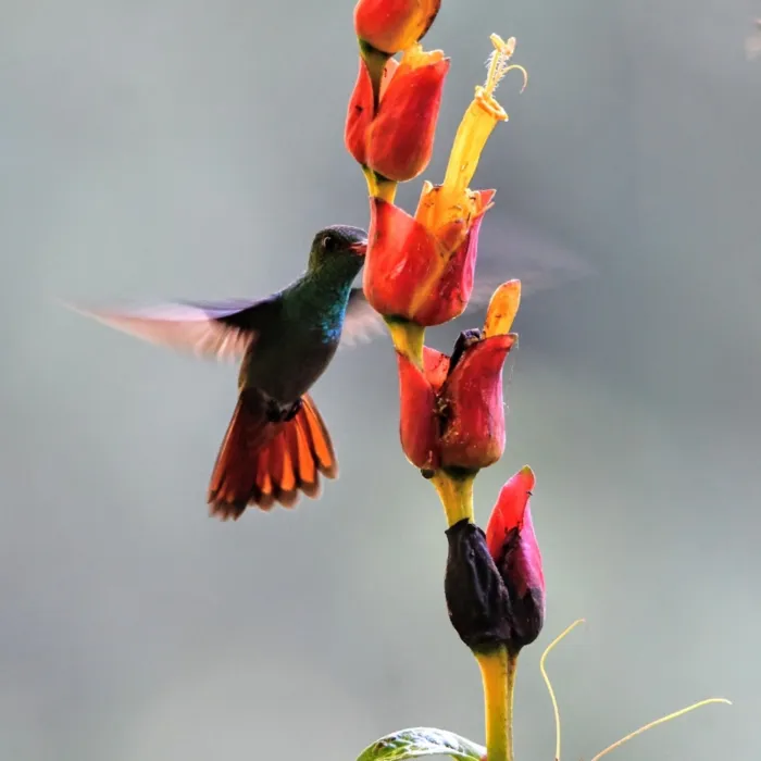 Gespotte Roodstaartamazilia