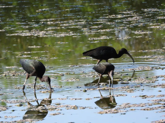 Waargenomen Zwarte ibis