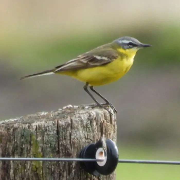 Spotted Western Yellow Wagtail