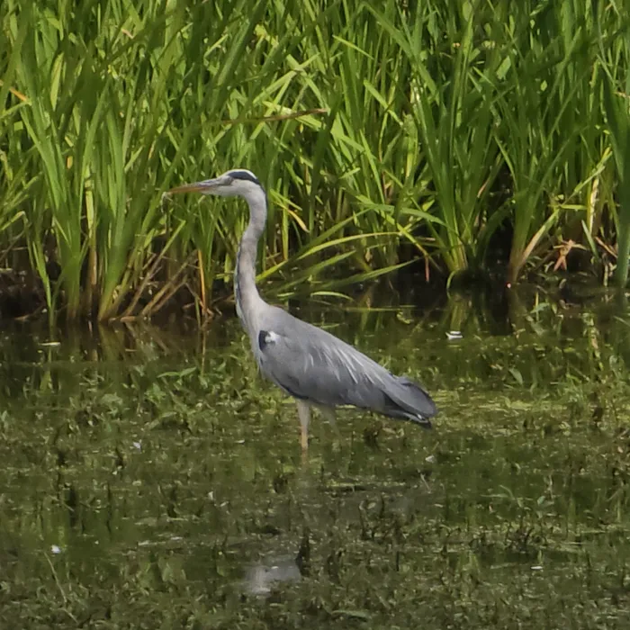 Blauwe reiger