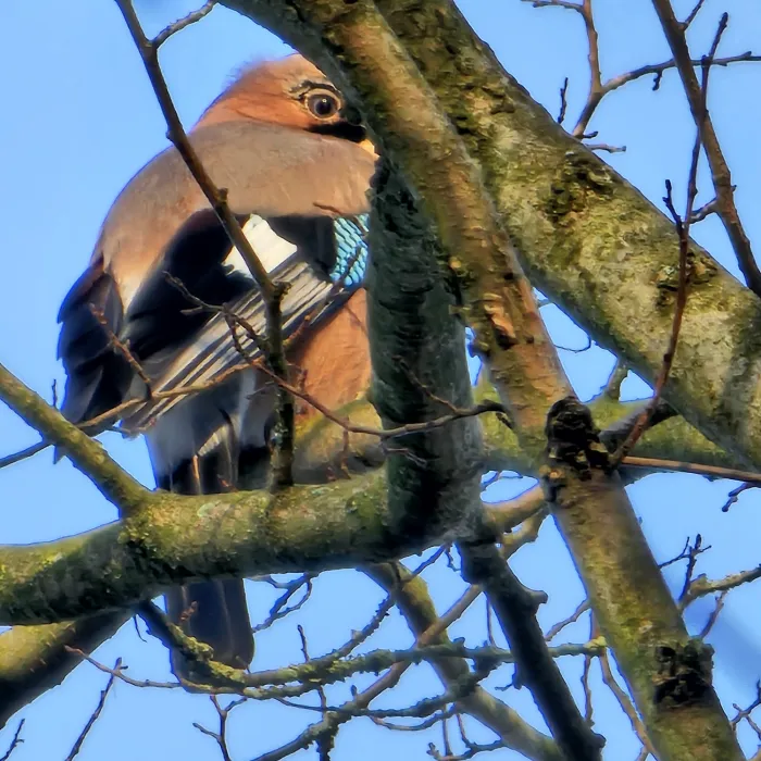 Eurasian Jay