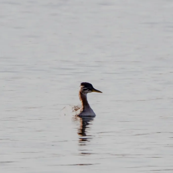 Gespotte Roodhalsfuut