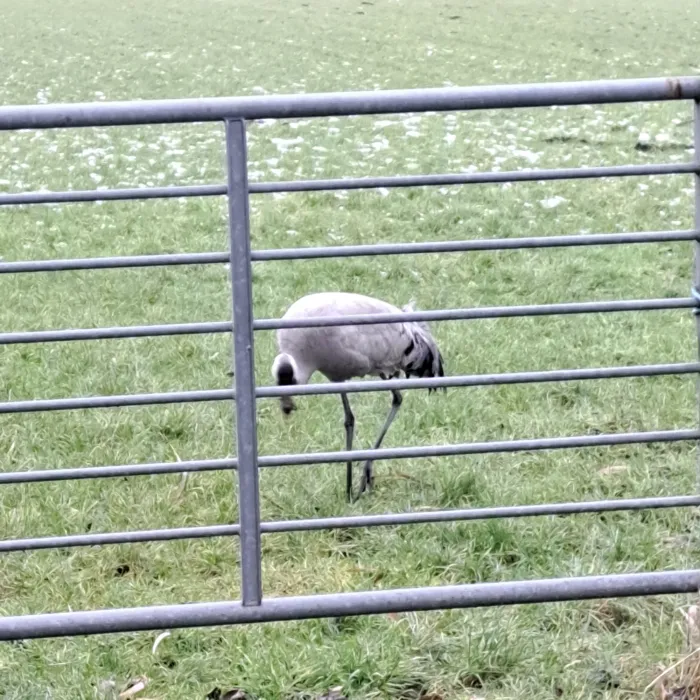 Spotted Common Crane