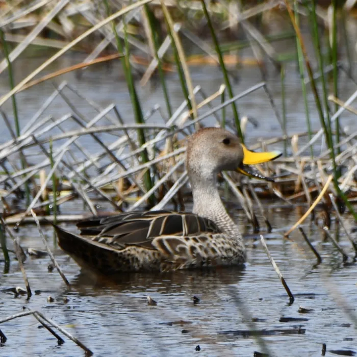 Spotted Yellow-billed Pintail