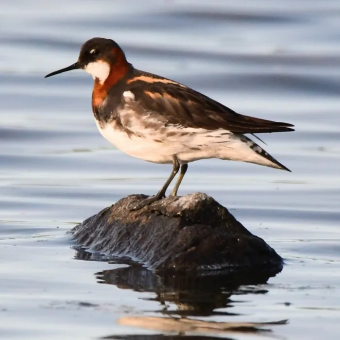 Gespotte Grauwe franjepoot