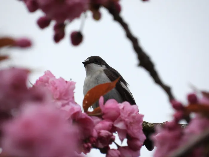 Gespotte Bonte vliegenvanger