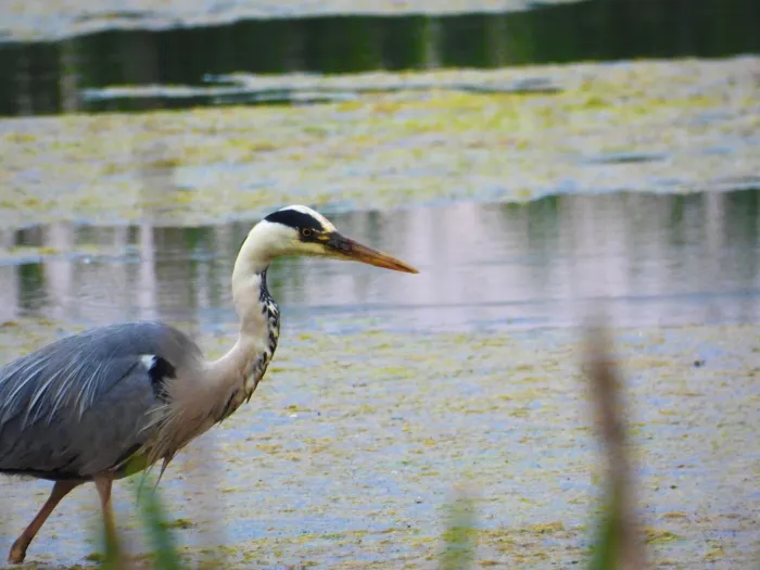 Waargenomen Blauwe reiger