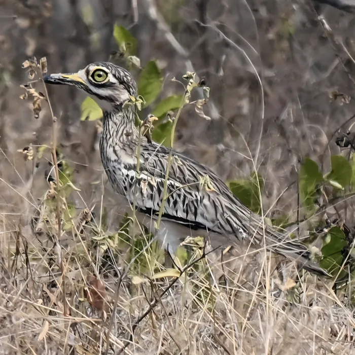 Gespotte Indische griel