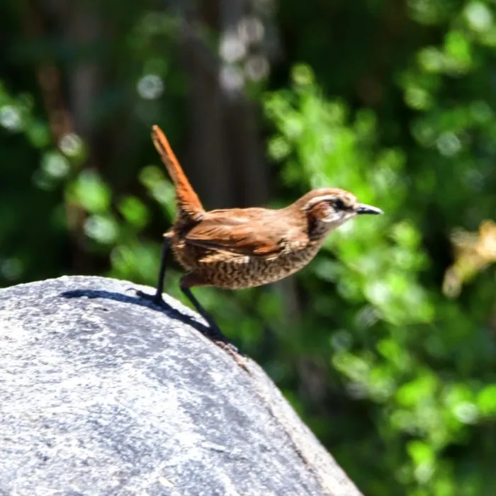 Spotted White-throated Tapaculo