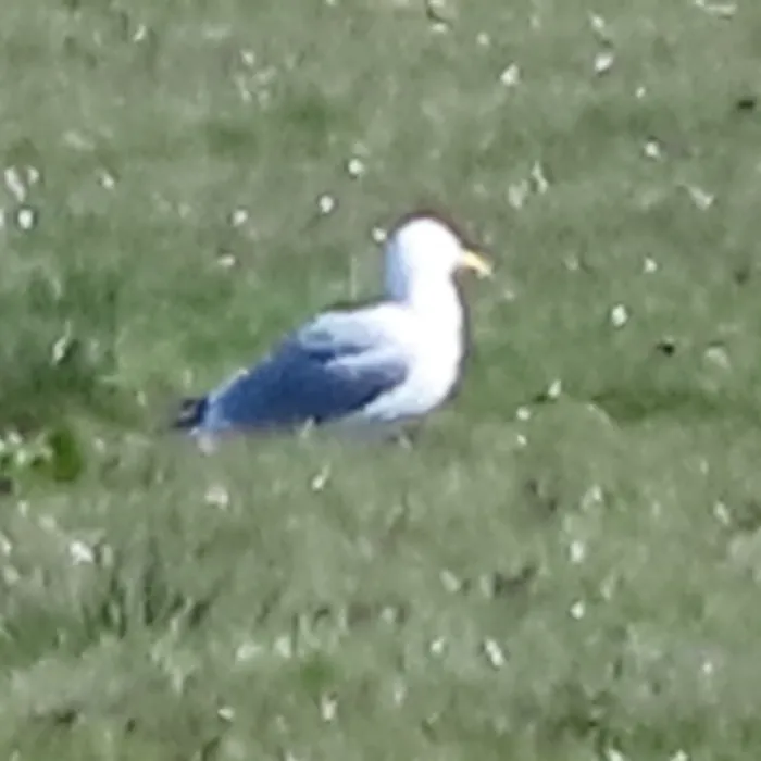 Gespotte Zilvermeeuw