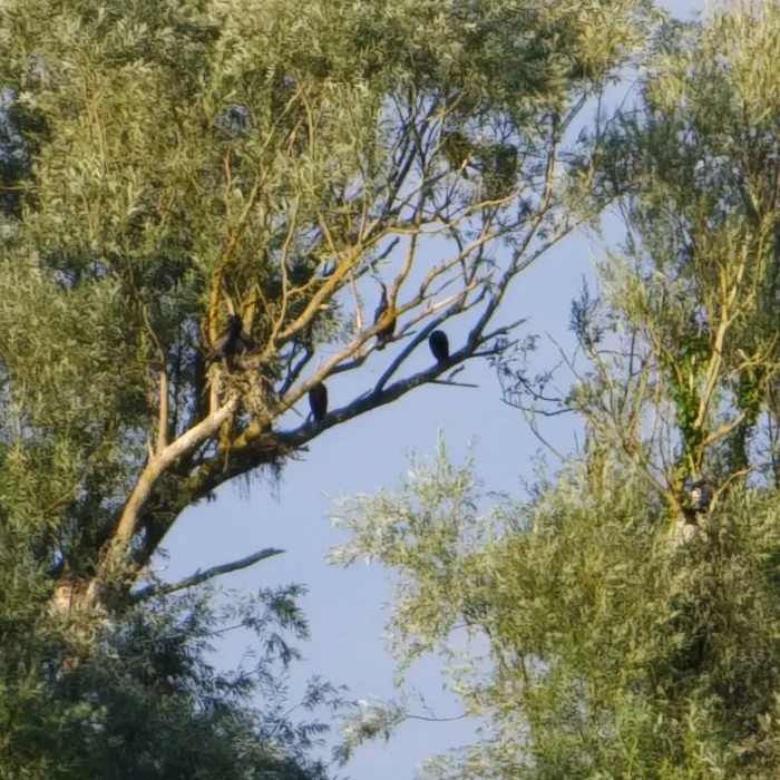 Aalscholver