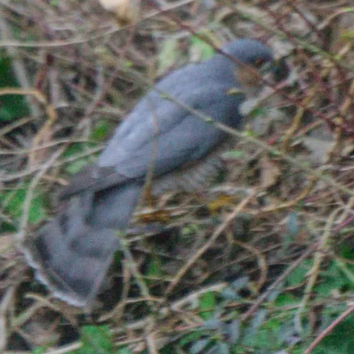 Spotted Eurasian Sparrowhawk