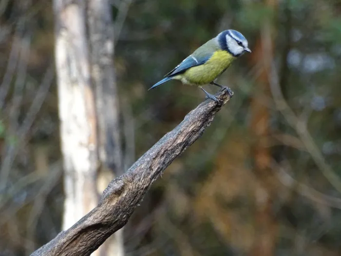 Spotted Eurasian Blue Tit