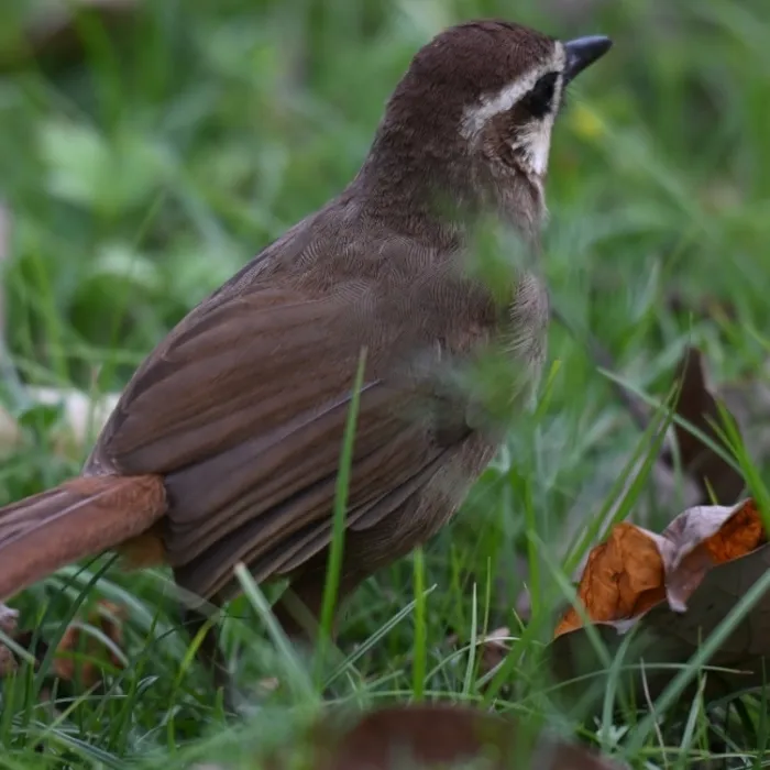 Spotted White-browed Laughingthrush