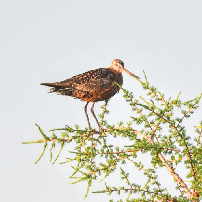 Gespotte Rode grutto