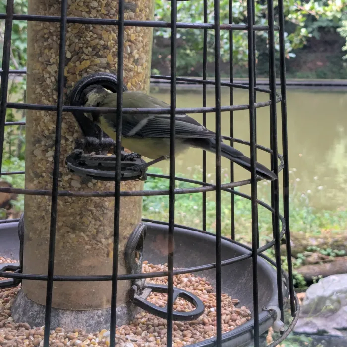 Spotted Great Tit