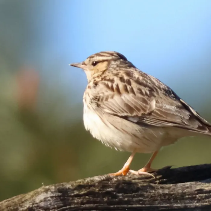 Spotted Wood Lark
