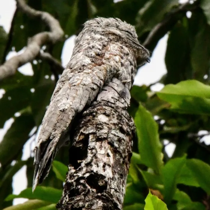Spotted Common Potoo